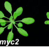 Several Arabidopsis plants of varying sizes due to manipulation of the Feronia protein