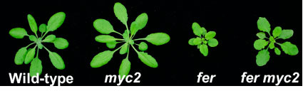 Several Arabidopsis plants of varying sizes due to manipulation of the Feronia protein