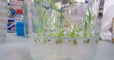 Transgenic rice plant