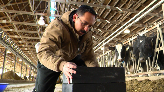 Hugo Ramirez works sifts through cow feed in a barn on the ISU Dairy Farm