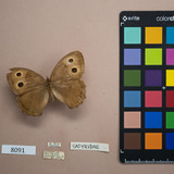 A preserved butterfly accompanied by a label