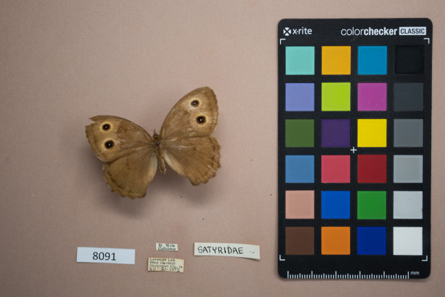 A preserved butterfly accompanied by a label