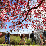 Students walking past magnolia tree on campus