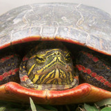 A painted turtle