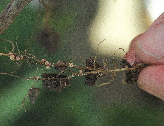 soybean cyst nematodes infect the root of a soybean plant