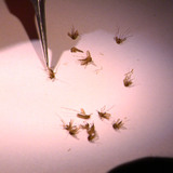 Mosquitos are studied by a lab technician under a miscroscope