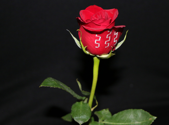 A rose with metallic, electronic traces printed on a petal.