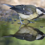 A small bird wading in a puddle