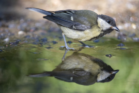 A small bird wading in a puddle