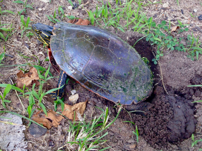 Painted turtle laying eggs