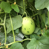 A muskmelon hangs on a vine at the ISU Horticulture Research Station