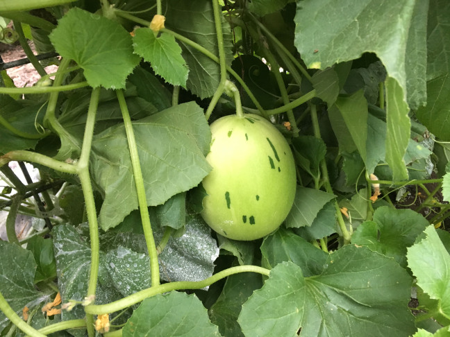 A muskmelon hangs on a vine at the ISU Horticulture Research Station