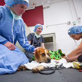 Veterinary students bring a dog out of anesthesia after surgery