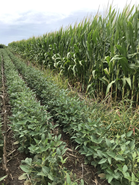 Corn grows next to soybeans in a farm field