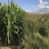 Corn grows alongside prairie grass on a farm field