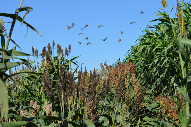 Sorghum grows in a field while birds fly over head