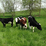 Cattle graze on a pasture according to organic livestock production standards