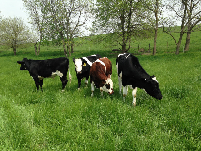 Cattle graze on a pasture according to organic livestock production standards