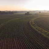 Prairie strips on an Iowa farm field