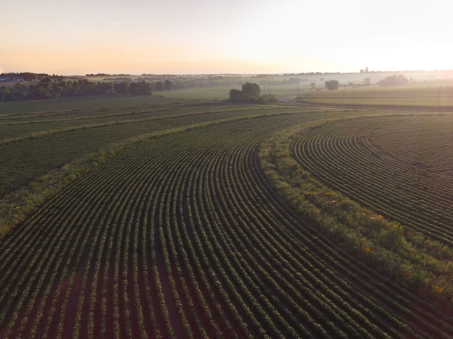 Prairie strips on an Iowa farm field