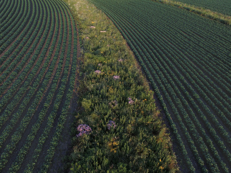 A closeup of prairie plants on an Iowa farm field