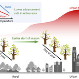 An illustration showing the link between temperature and start of season in rural and urban settings.