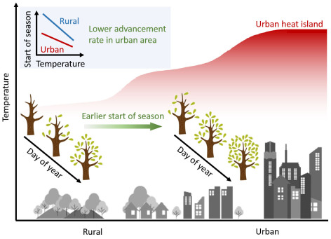 Newswise: Heat trapped in urban areas tricks trees into thinking spring has arrived earlier