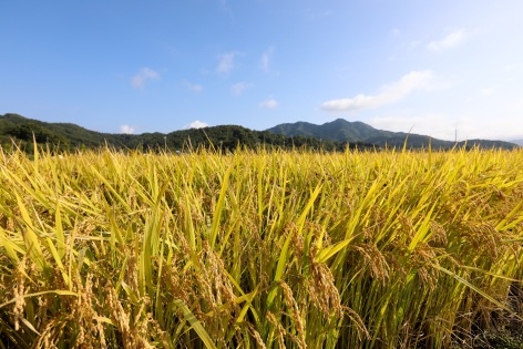 Asian rice field