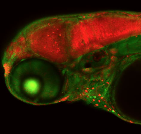 Magnified image of zebrafish embryo
