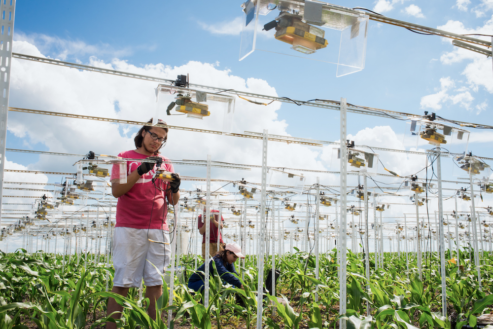Students set up hundreds of cameras to record time-lapse data of crop growth,.