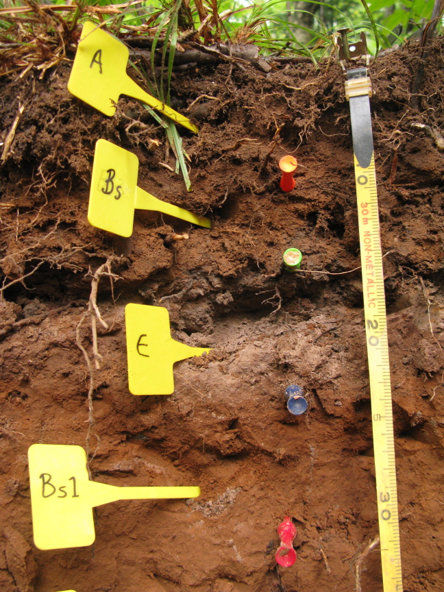 A cross section of labelled soil taken from an experimental site