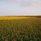 red clover grows in a strip in an agricultural field