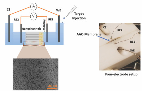 Illustration showing the membrance and electrodes that compose the sensor platform.