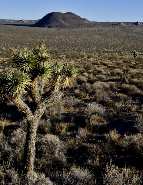 Landscape of the Mojave Desert with shrubs in the foreground