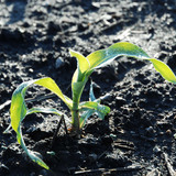an immature corn plant grows out of the soil