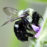 Close up image of a bumblebee 