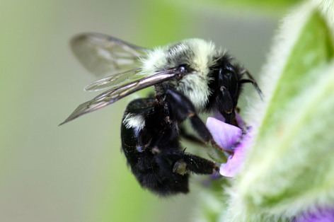 Close up image of a bumblebee