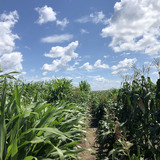 Rows of corn plants stretch to the horizon under a blue sky
