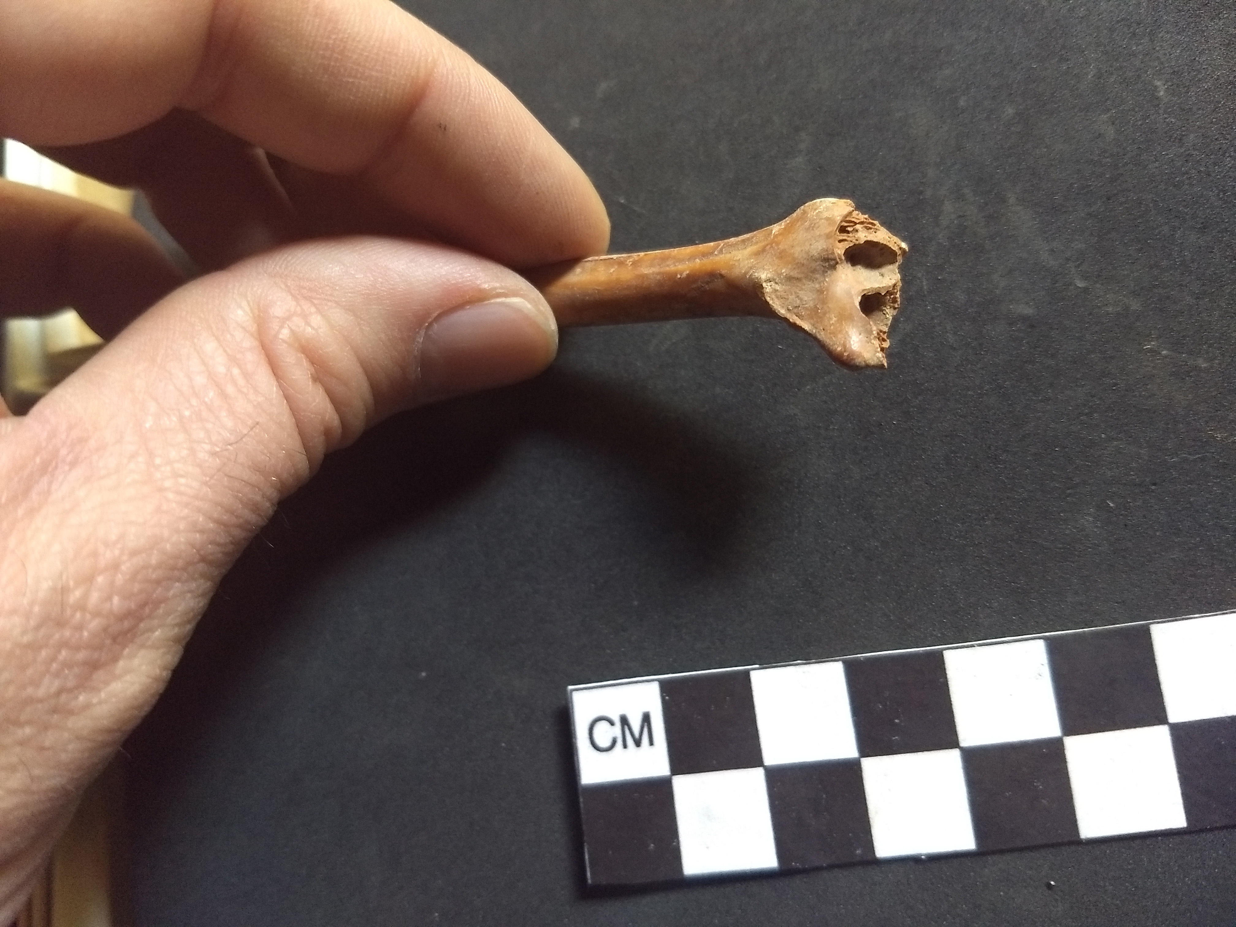 A researcher holds a tiny bone fossil
