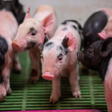 Close up of piglets on an Iowa State University teaching farm