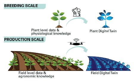A graphic showing the idea of digital twins for plants and fields