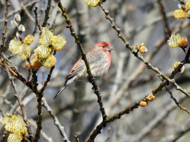 A house finch sits in the branches of a bush