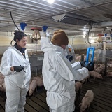 Three people inside a swine barn using a tablet to connect with a veterinarian