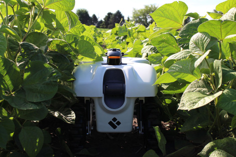 Robot in field to maintain crops