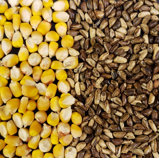 Large yellow corn kernels on the left compared to smaller and harder teosinte grain on the right.