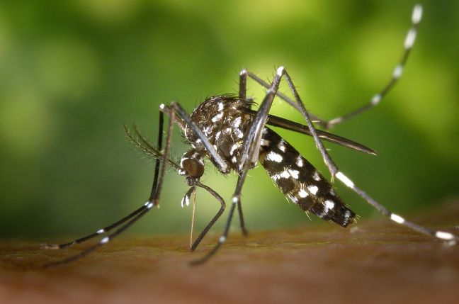 An Aedes albopictus mosquito with black and white stripes along its back