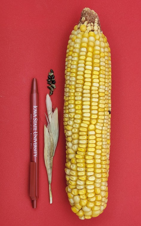 A small ear of teosinte on the left holds only around a dozen kernels, while a large yellow ear of corn on the right holds hundreds of kernels.