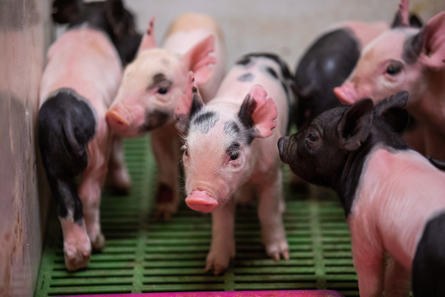 Iowa State University veterinarians investigating unusual bacterial disease in central Iowa pigs • News Service • Iowa State University
