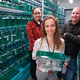 Three ISU scientists stand in front of shelves of tanks containing zebrafish. 