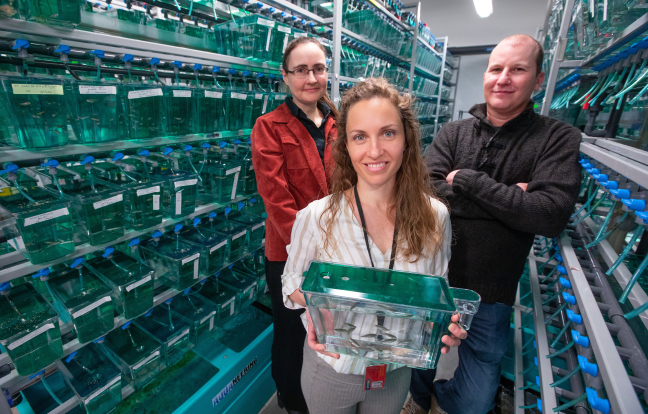Three ISU scientists stand in front of shelves of tanks containing zebrafish.